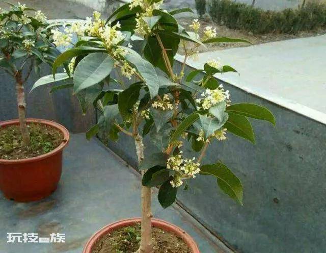 桂花树叶子尖发黄干枯怎么办(桂花黄叶的原因及处理方法)-图片3